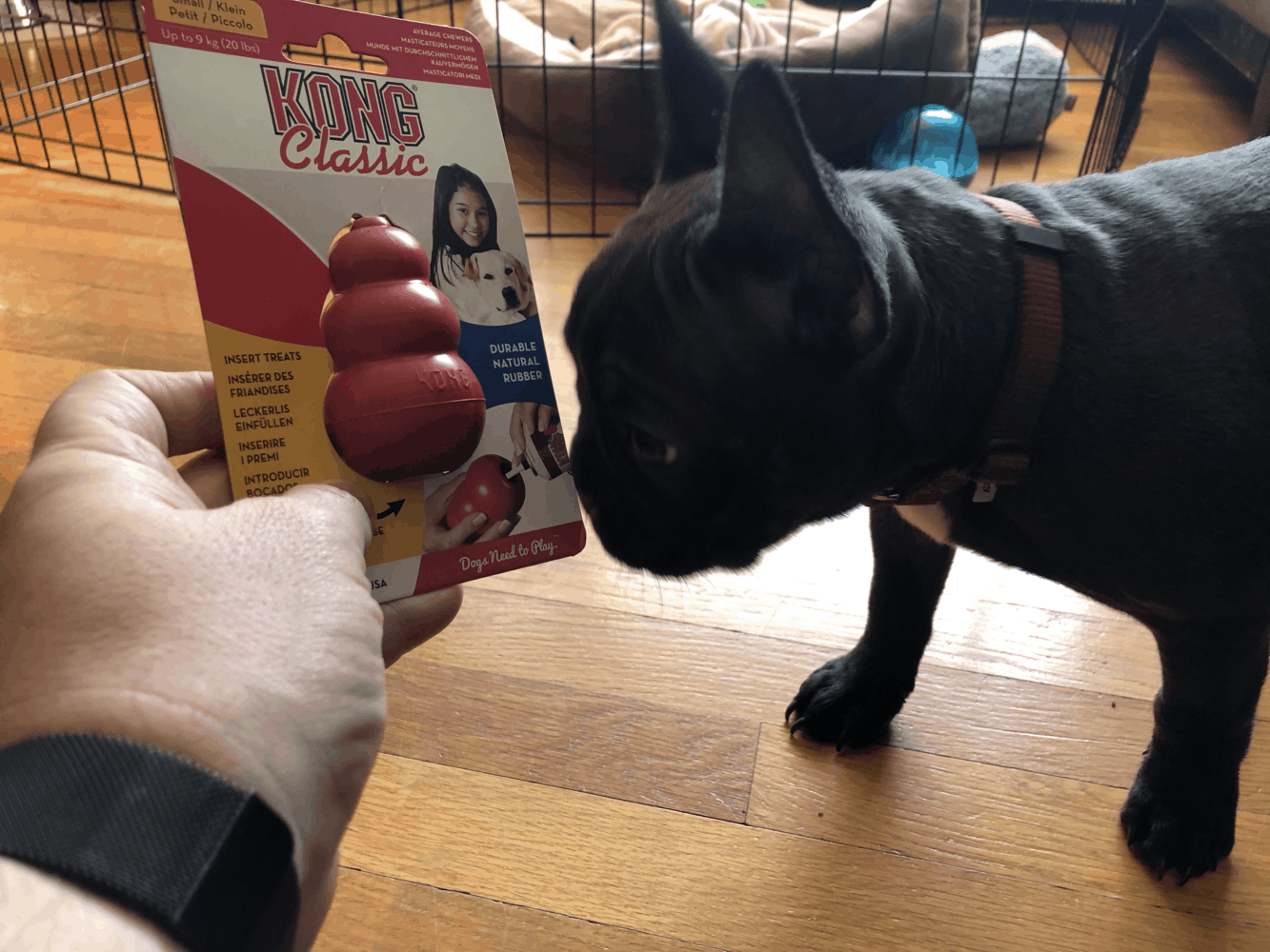 The Ultimate KONG Stuffing Recipe Guide For French Bulldogs