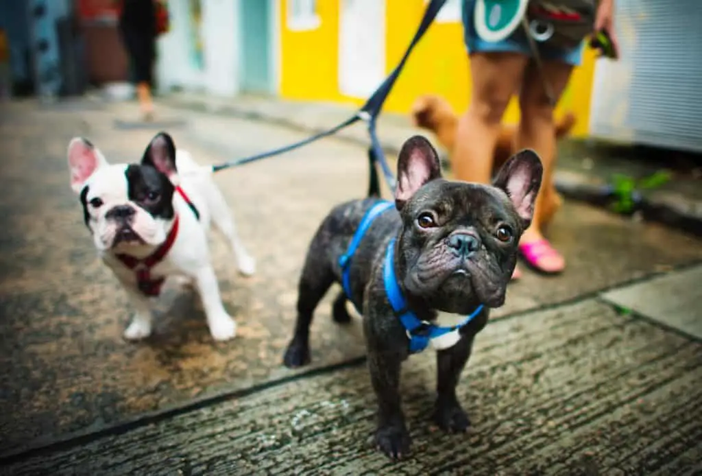 french bulldogs out for a walk