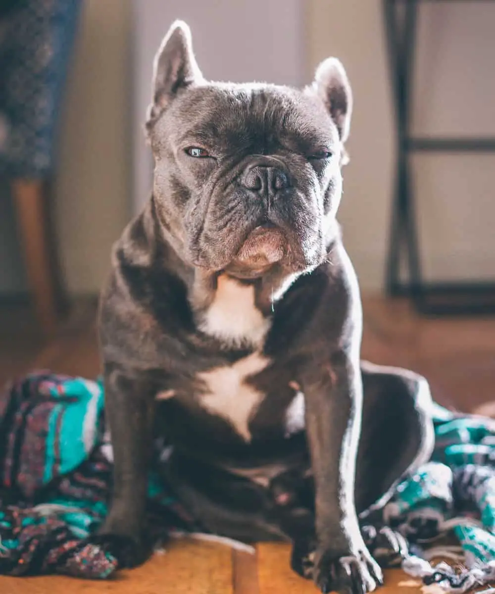 An Old French Bulldog Needs Special Attention