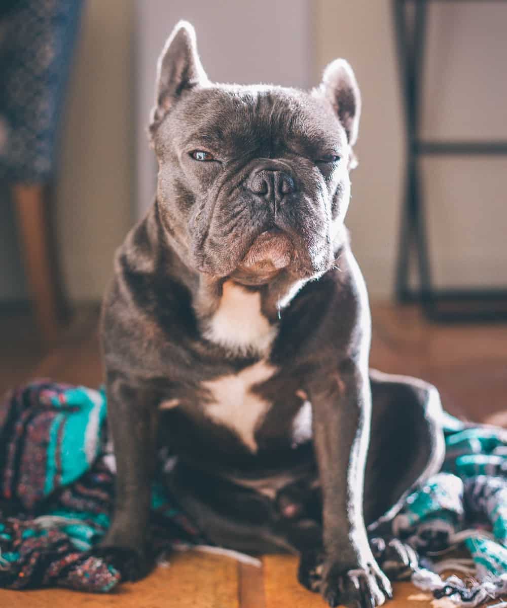 65+ Oldest French Bulldog To Ever Live Image - Bleumoonproductions