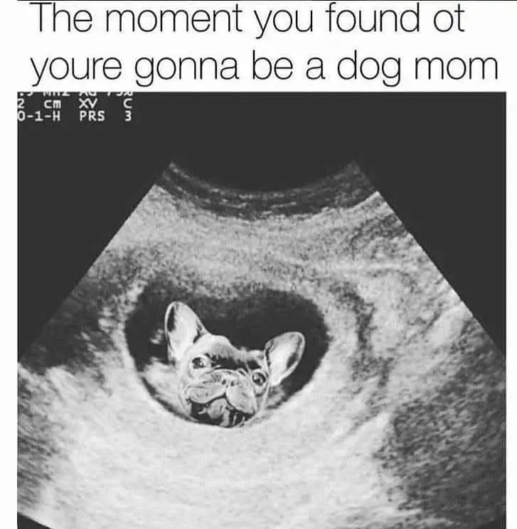 french bulldog mom meme