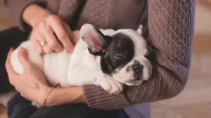 French bulldog sleeping in arms