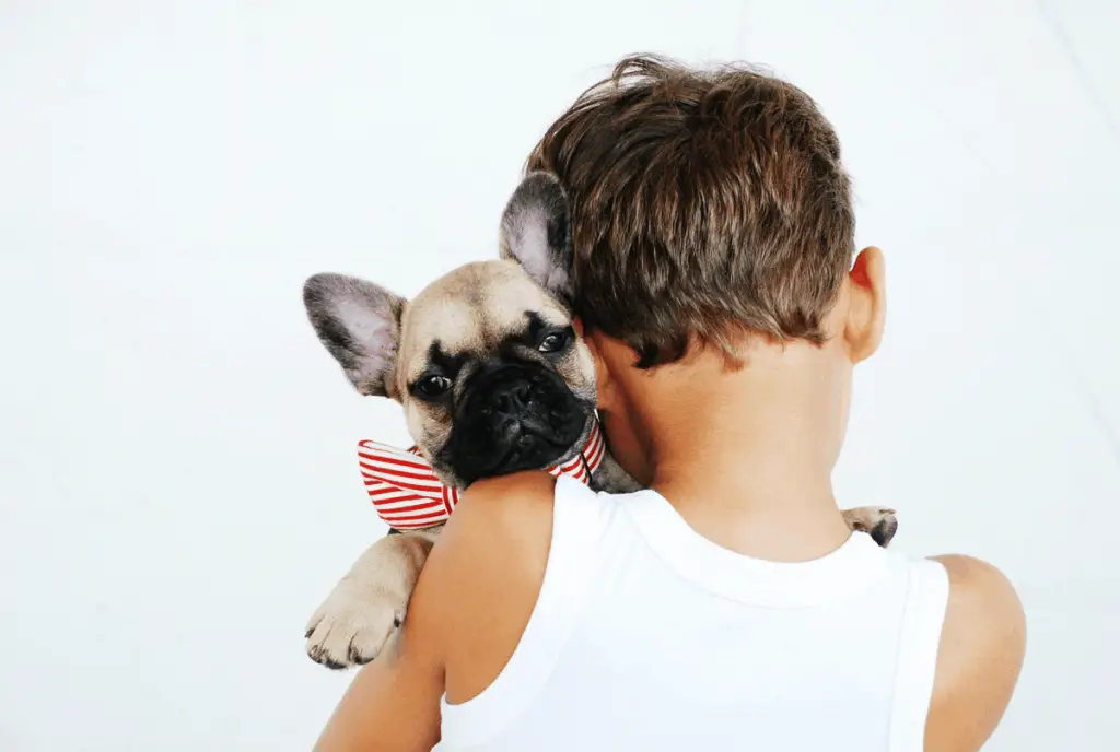 french bulldog and children