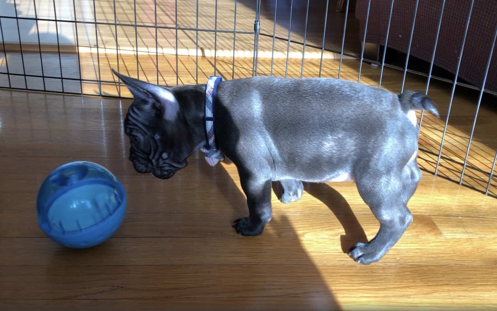 french bulldog cuddly toy