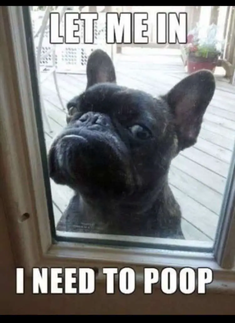 French bulldog meme trying to come in from outside while pooping