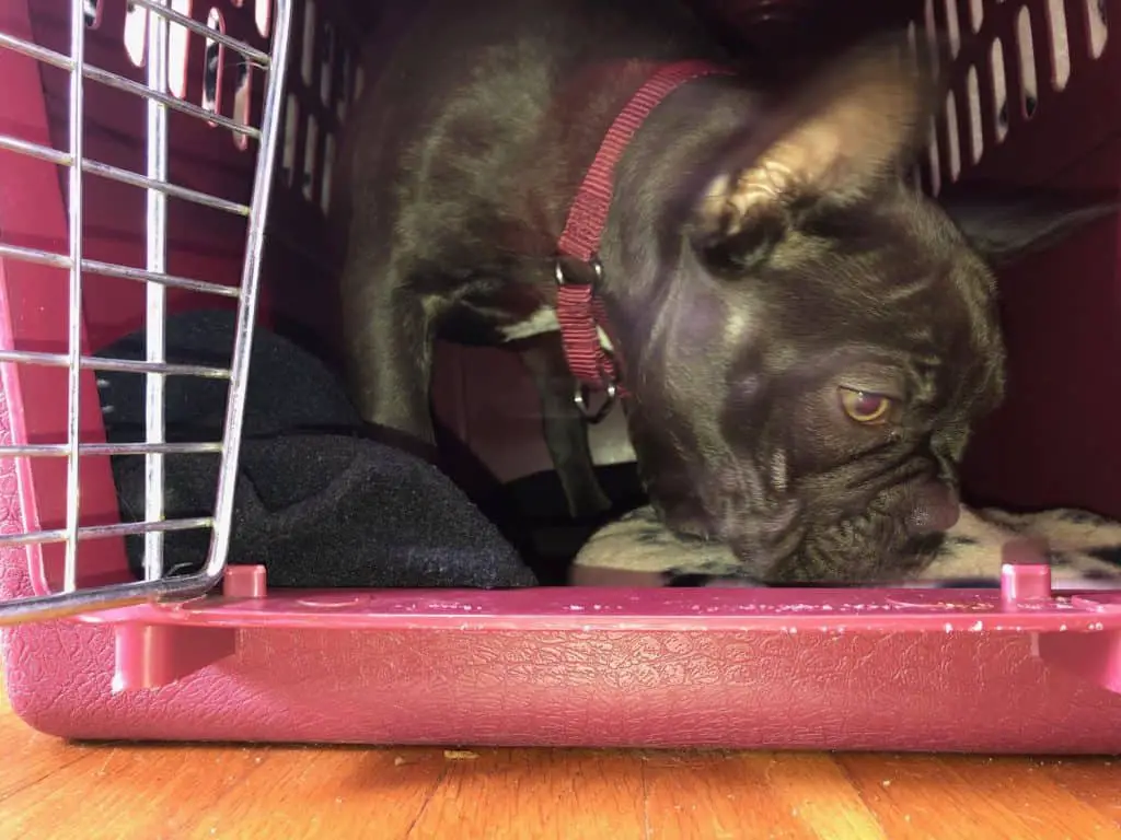 french bulldog crate