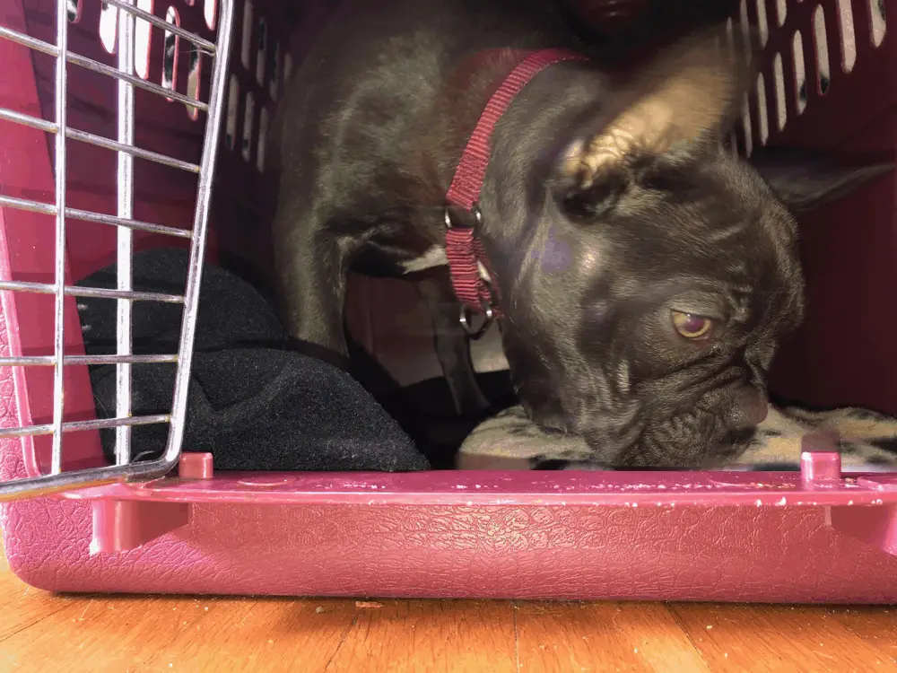 French Bulldog in a Crate