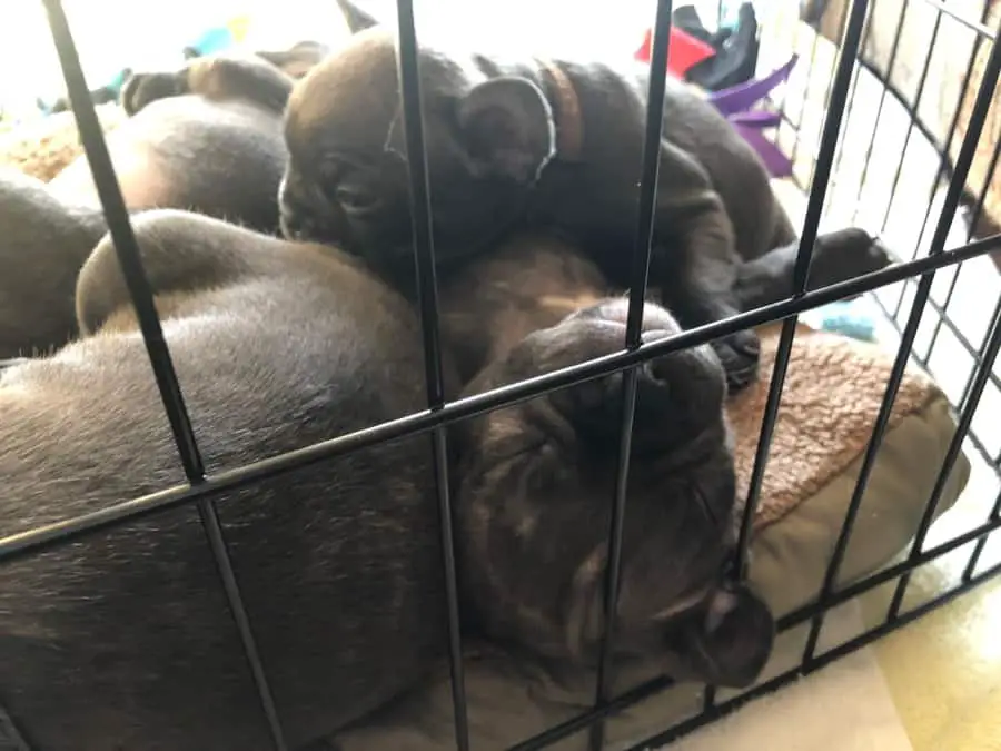 Pig Pile of French Bulldogs