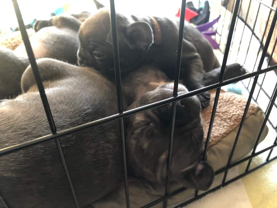 french bulldog crate size