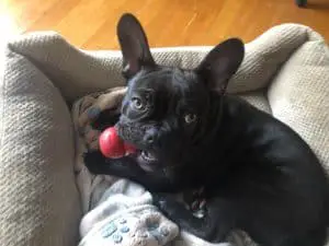 Frenchie playing with a KONG