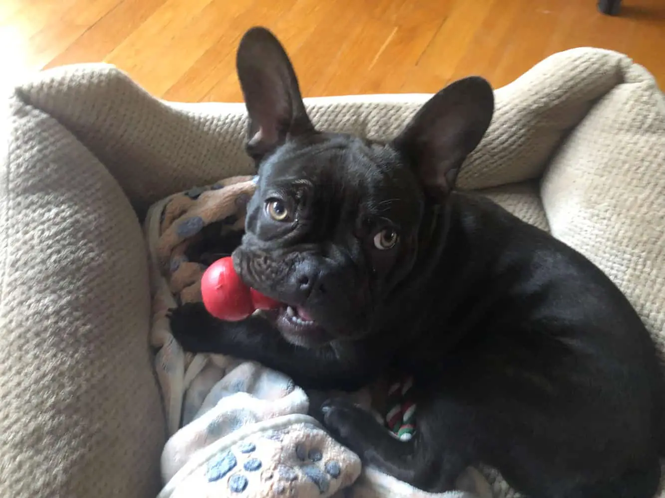 The Ultimate KONG Stuffing Recipe Guide For French Bulldogs