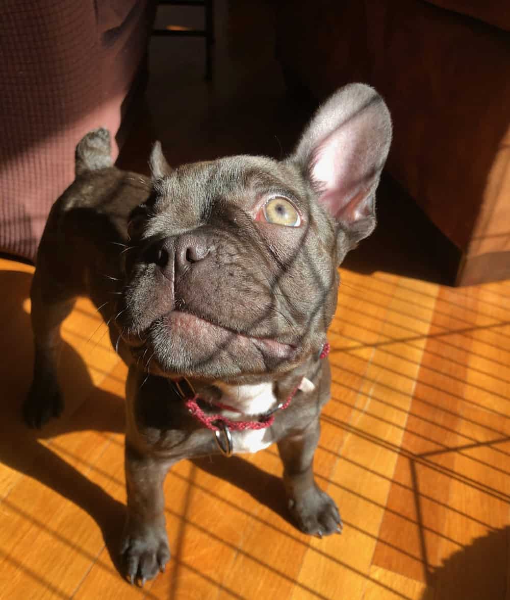 French Bulldog Crusty Ear Petmd