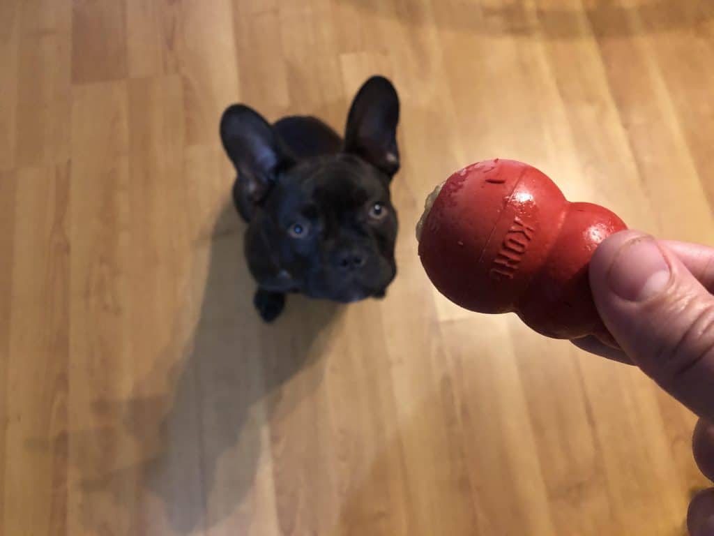 French Bulldog With Kong