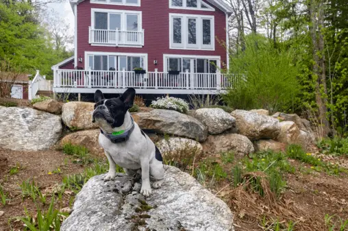 virtual fence dog collar