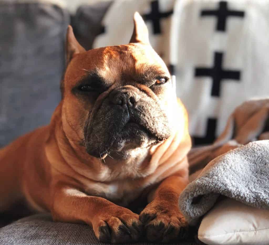 picture of a fat french bulldog