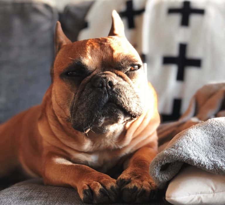 best chew bones for french bulldogs