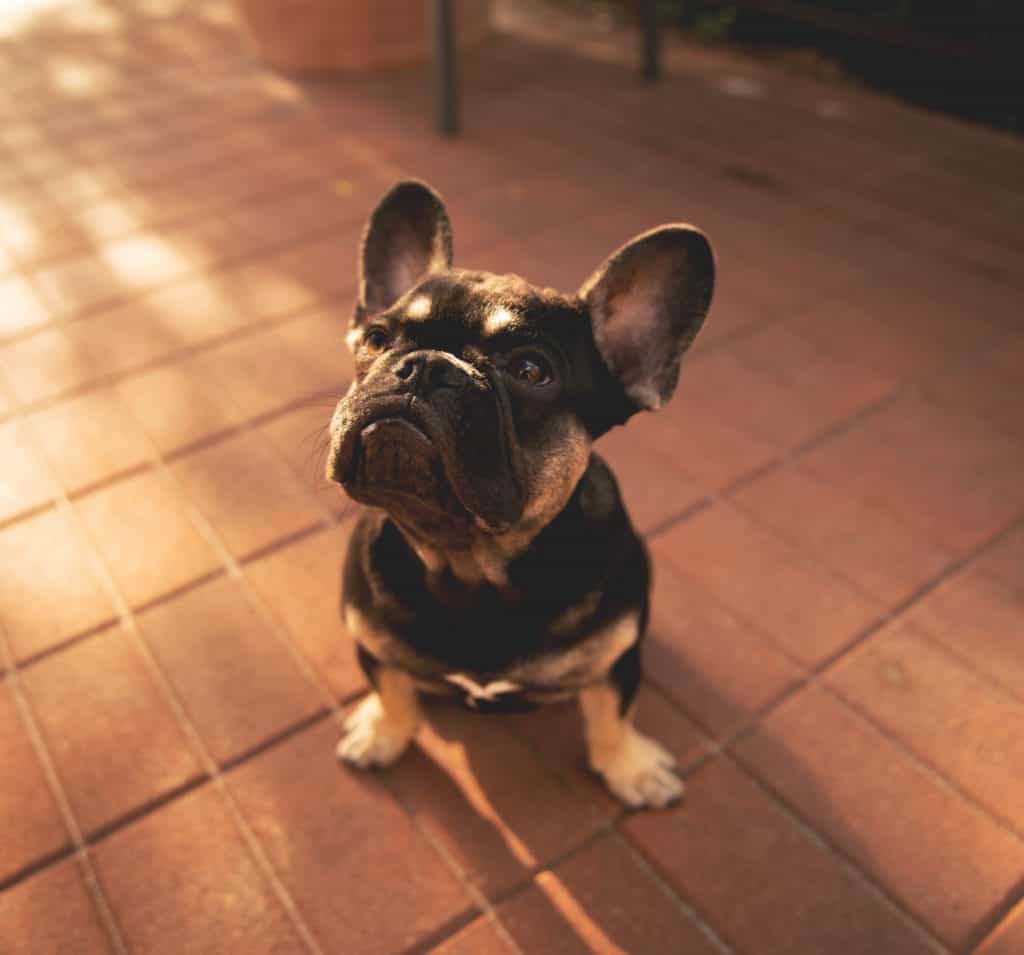 are french bulldogs prone to ear infections