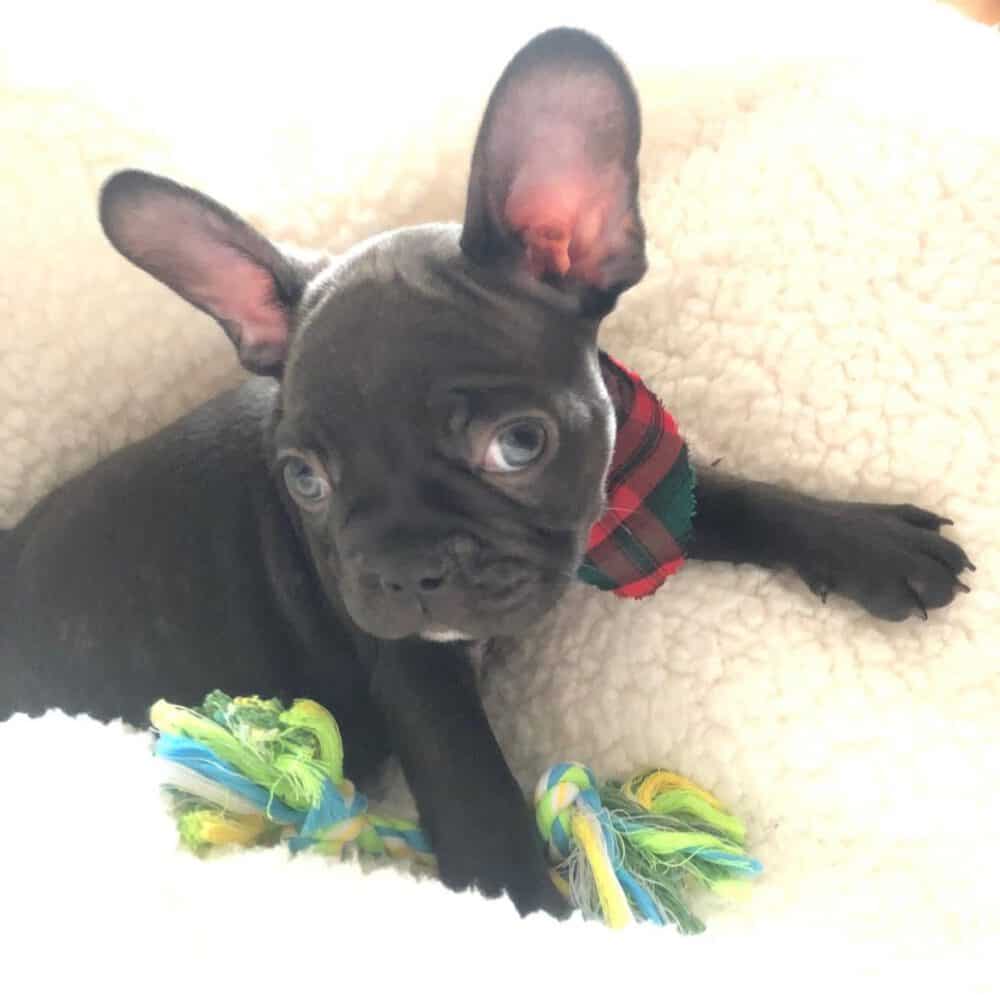 how do you potty train a french bulldog puppy