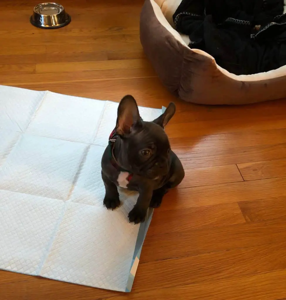 french bulldog on pee pad