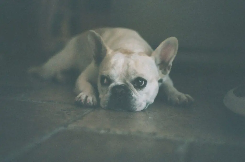 French Bulldog laying down