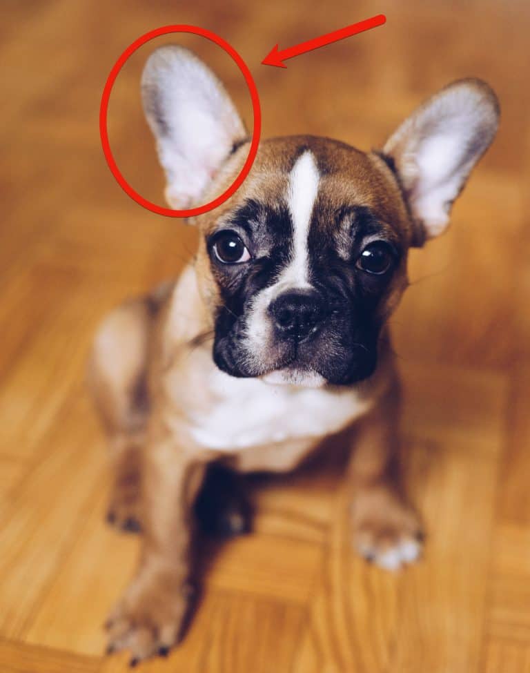 French Bulldog Ear Cleaning How To Clean Your French Bulldog's Ears