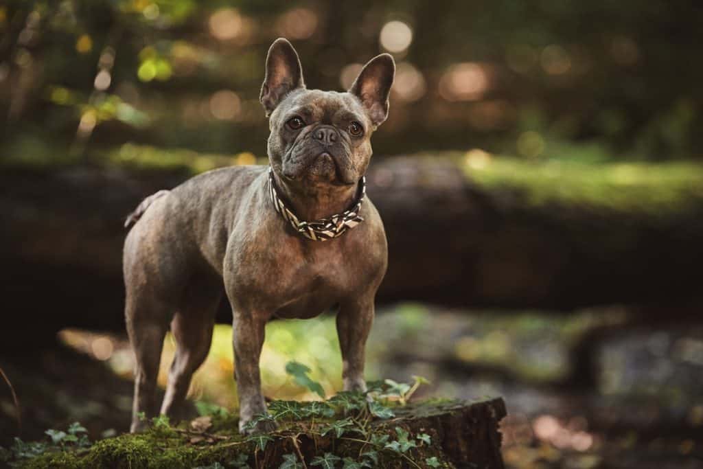 French Bulldog how to come