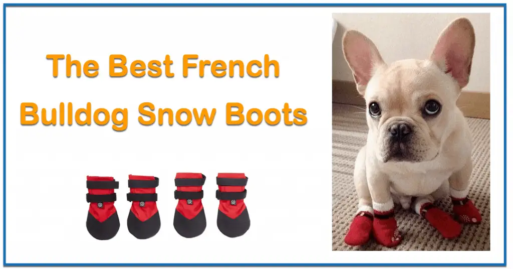 Best Dog Snow Boots