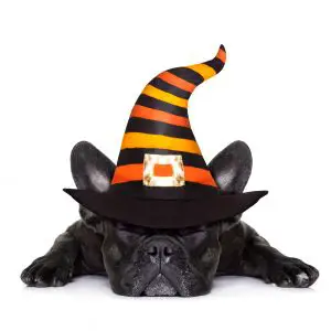 French Bulldog Halloween Costume