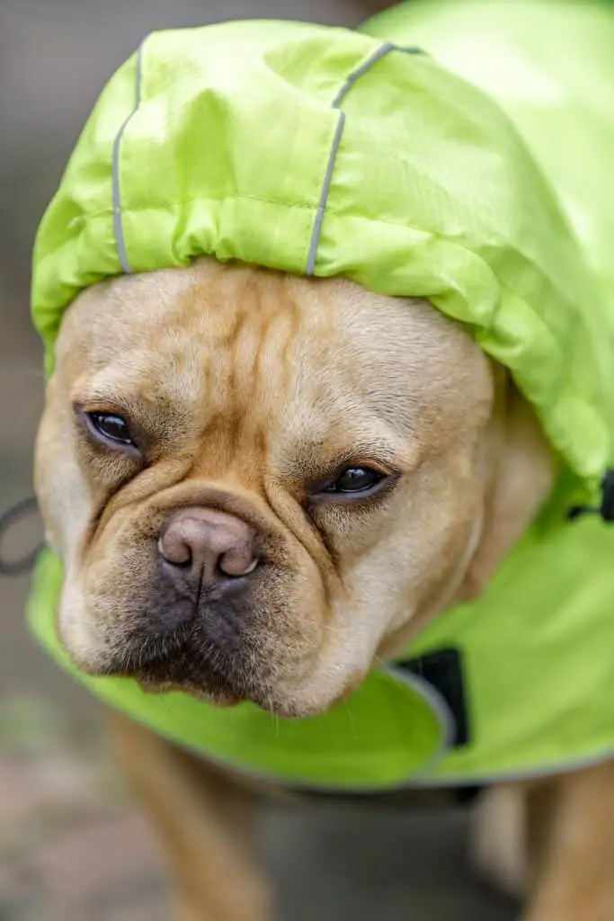 French Bulldog raincoat