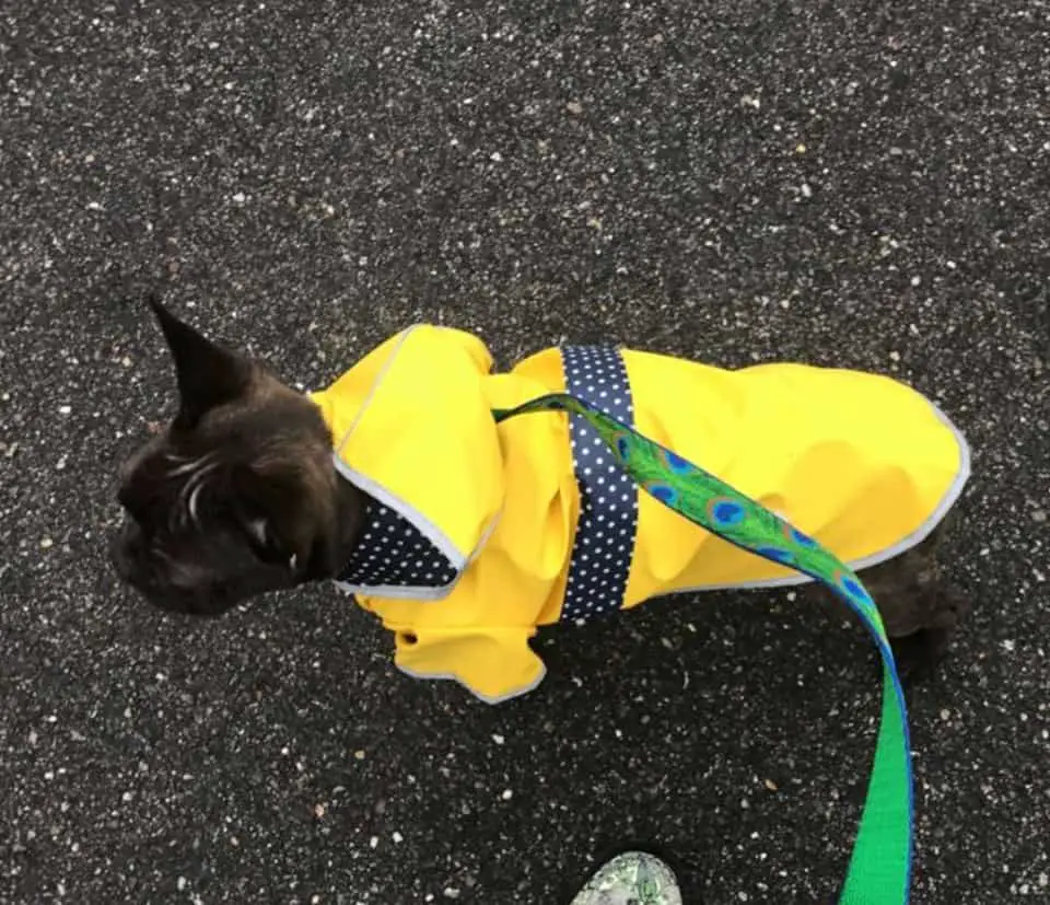 Best french bulldog raincoat