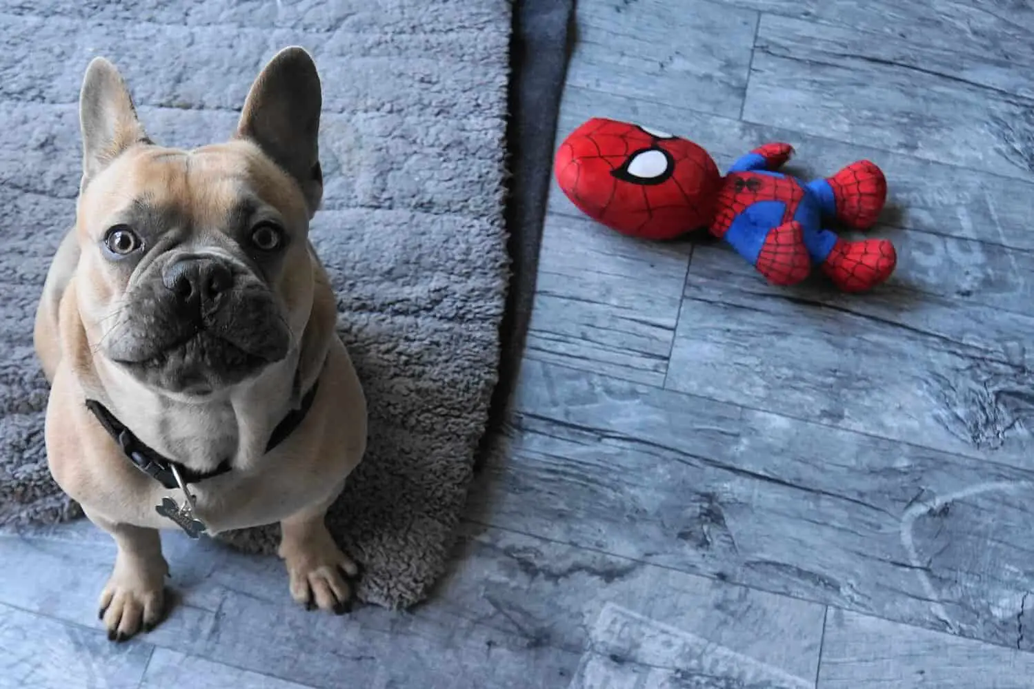 best toys for french bulldogs