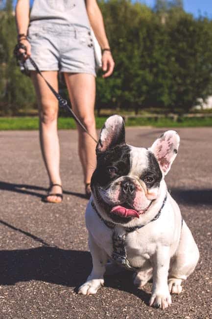 french bulldog harness and lead