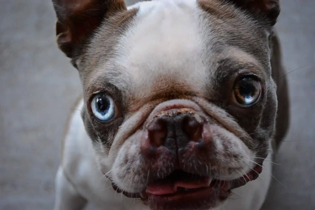 Dog Nose Butter Snout Butter To Help Your French Bulldog's