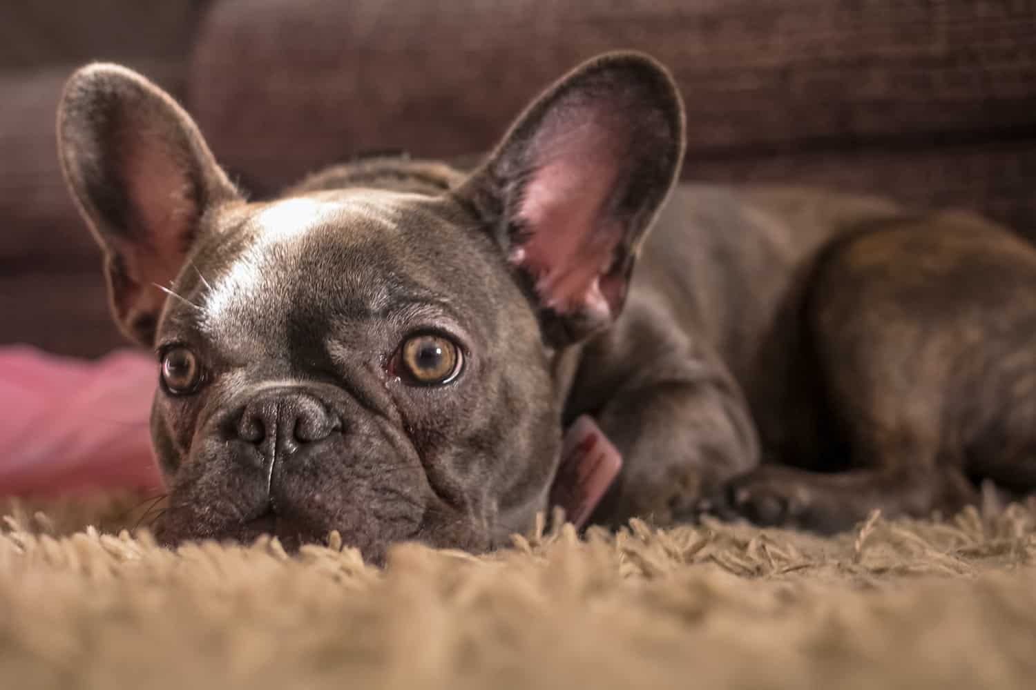 french bulldog insurance