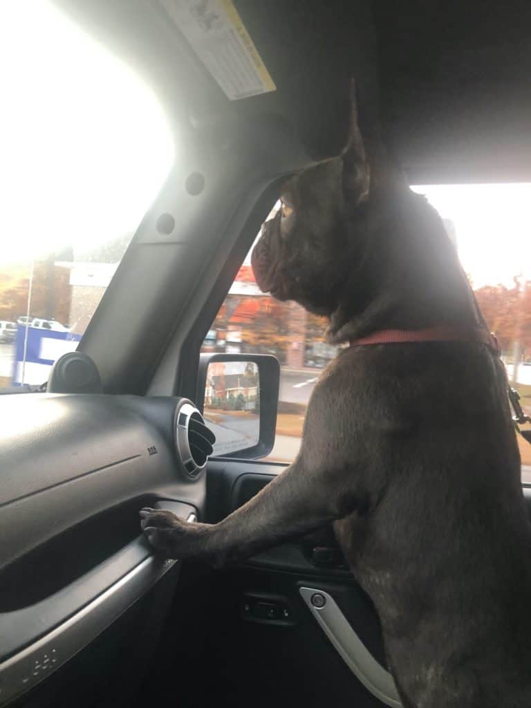 French Bulldog in a Jeep