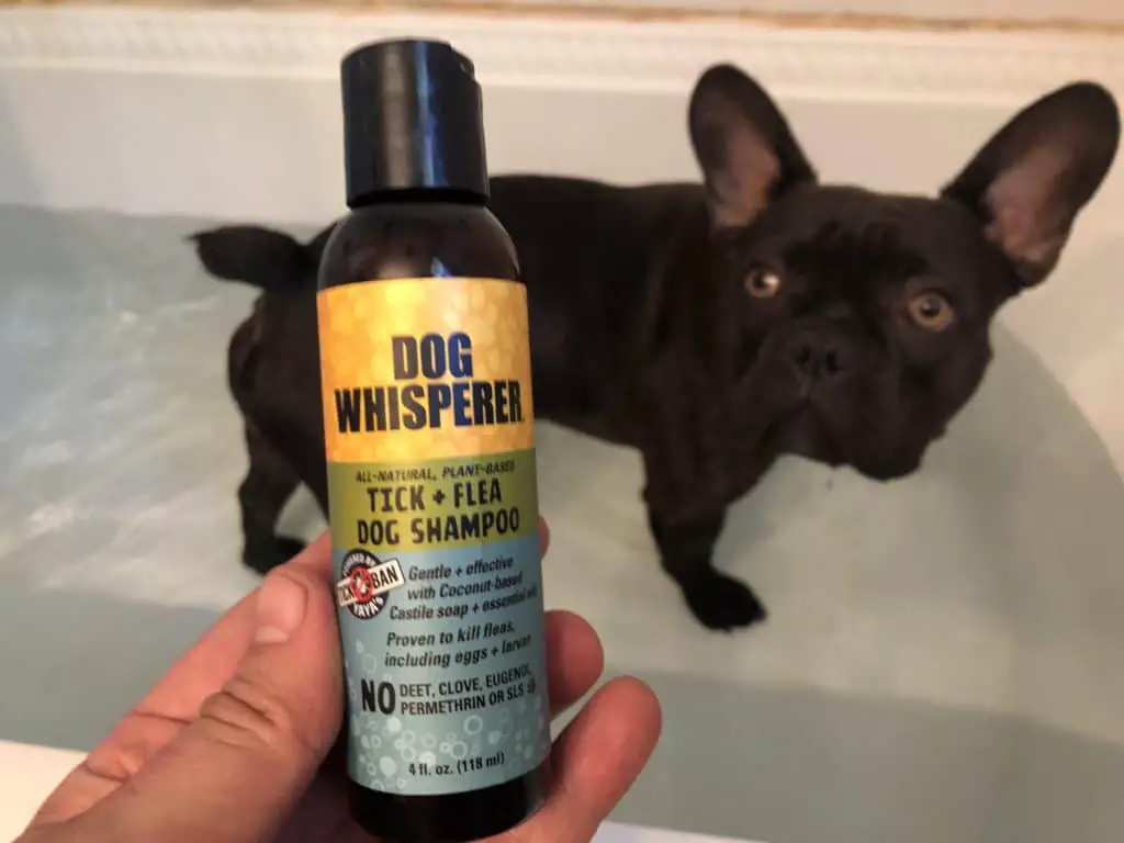 best dog flea shampoo
