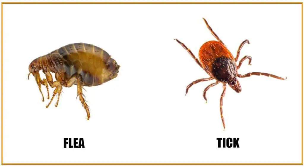 fleas vs ticks