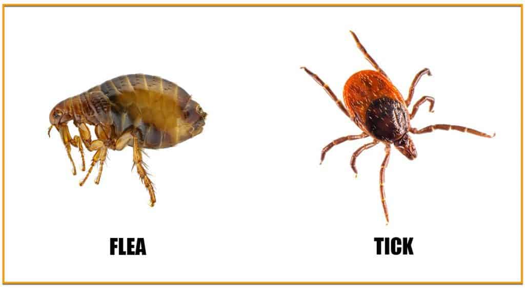 best flea and tick for dogs