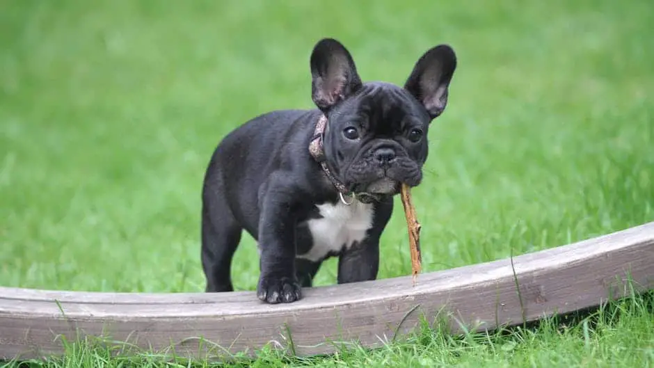 portable dog fence for your Frenchie