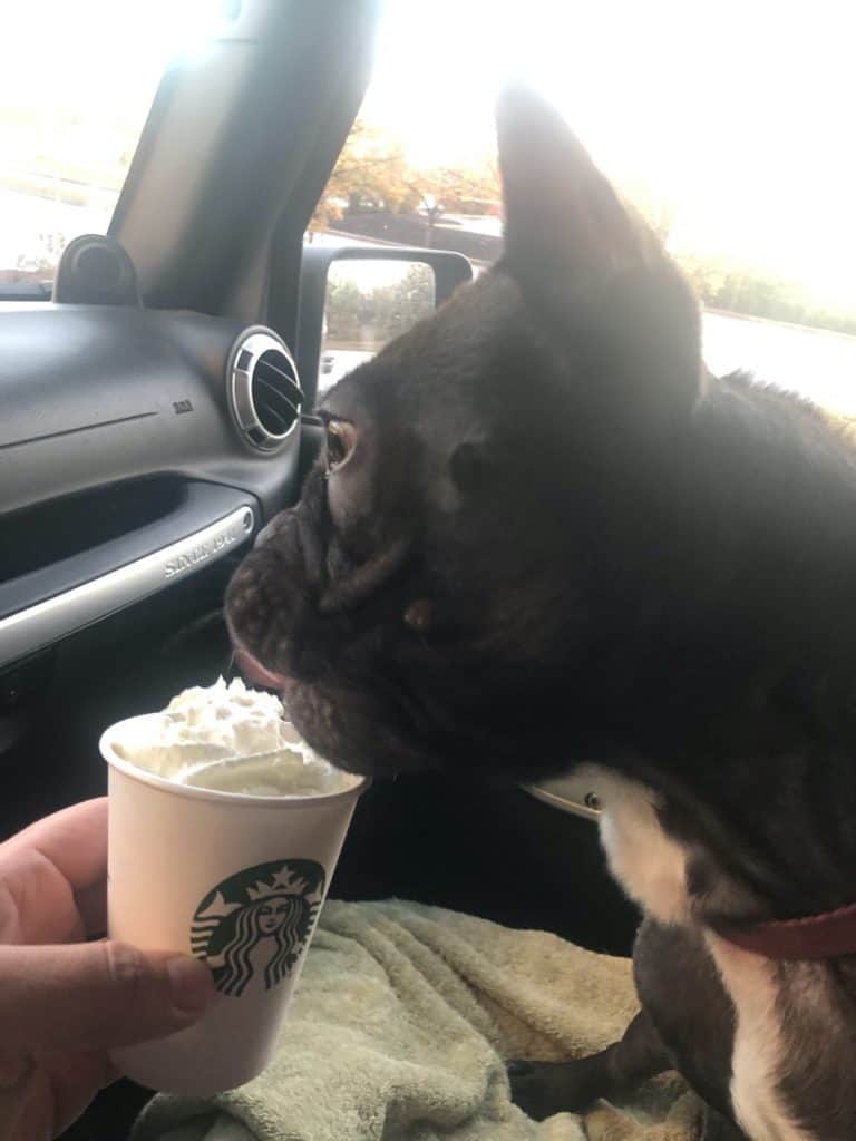 starbucks puppuccino