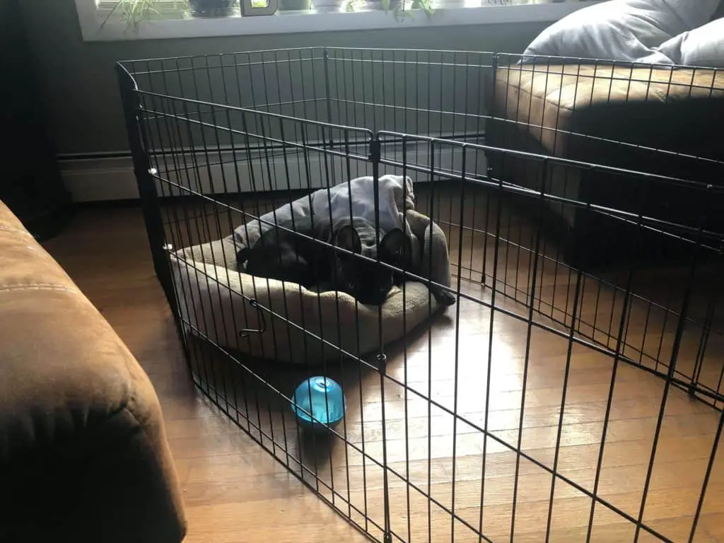 augie in an exercise dog pen