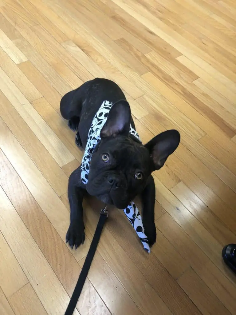 dog bandana