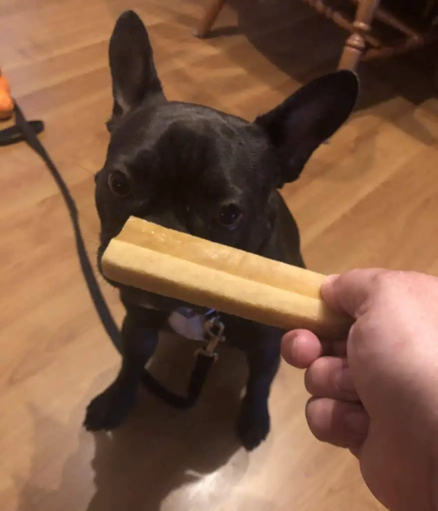 French Bulldog ready to eat his Himalayan chew treat
