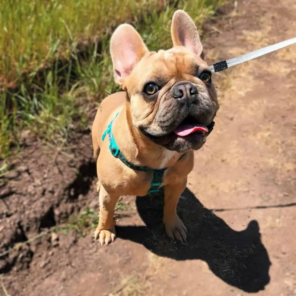 cooling jacket for french bulldog