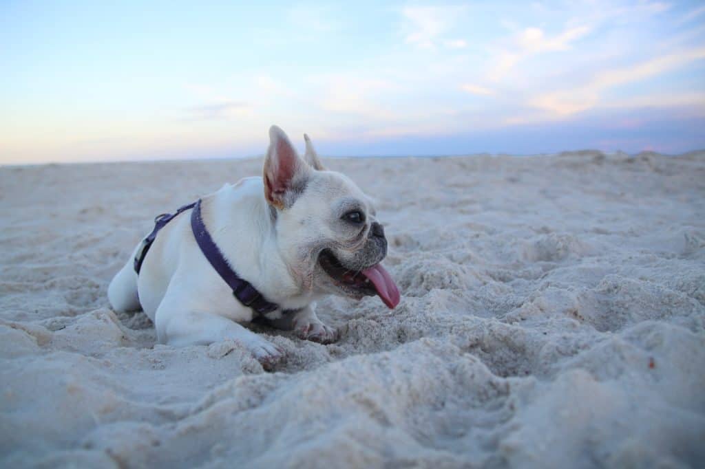 French bulldog on a hot day