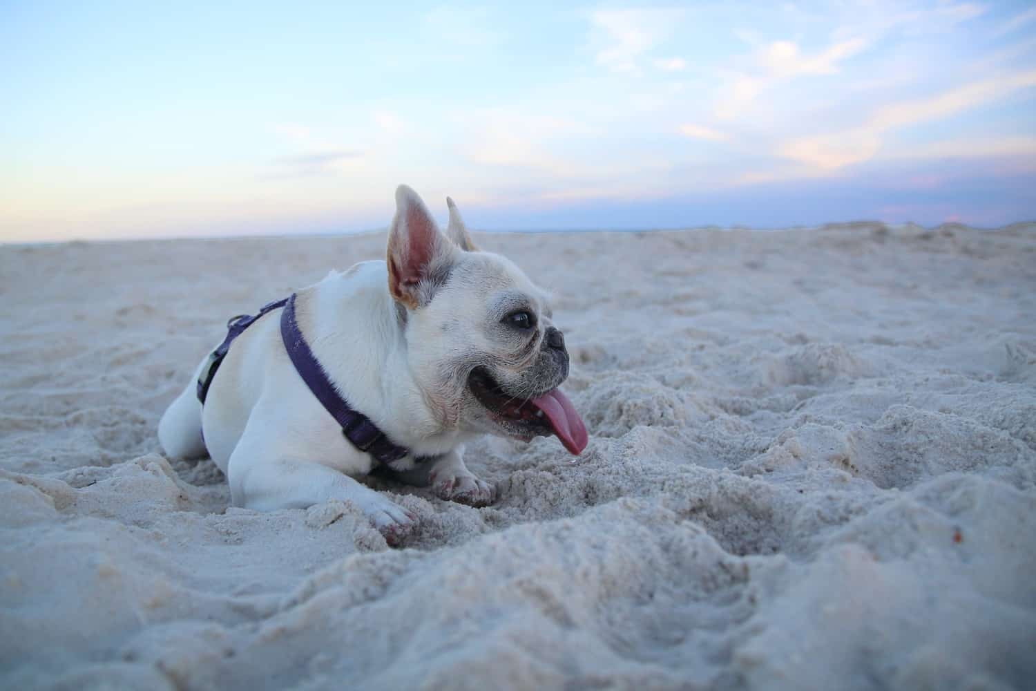 cooling jacket for french bulldog