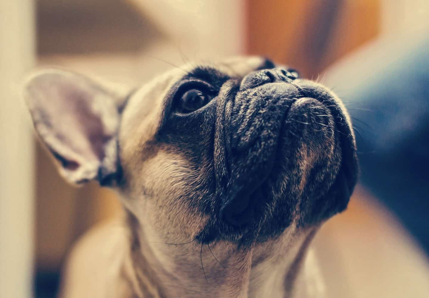 How To Choose The Best Tear Stain Remover For Your Frenchie