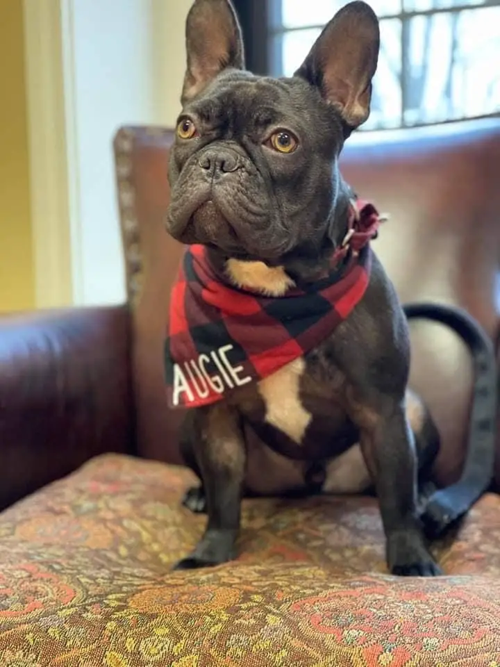 Augie the French Bulldog