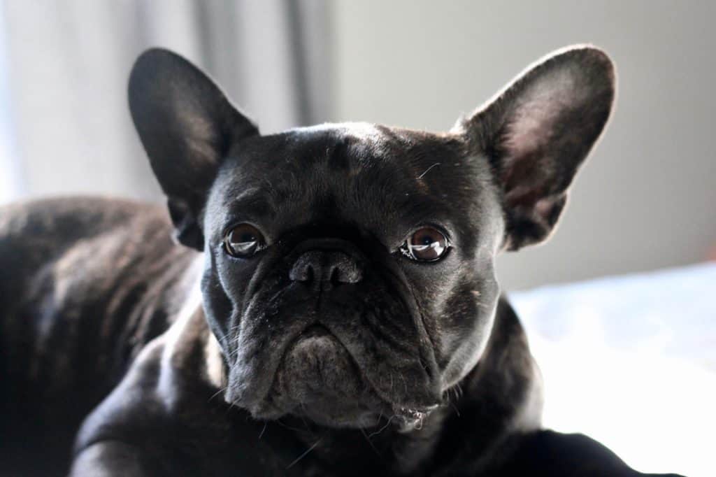 french bulldog with e collar