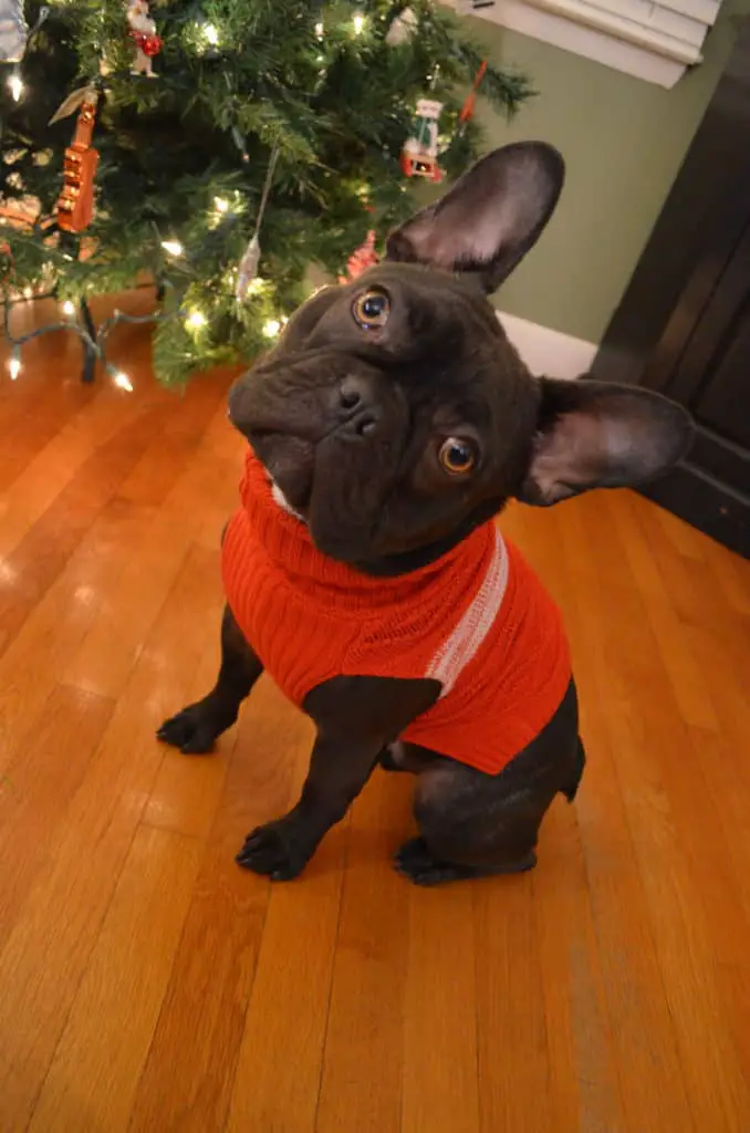 Adorable French Bulldog Wearing Christmas Sweater